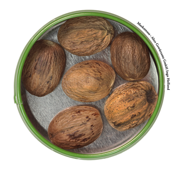 Preview: Muskatnuss ganz unsortiert, 30g Dose, Altes Gewürzamt